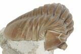Asaphus Lepidurus Trilobite - Russia #191183-2